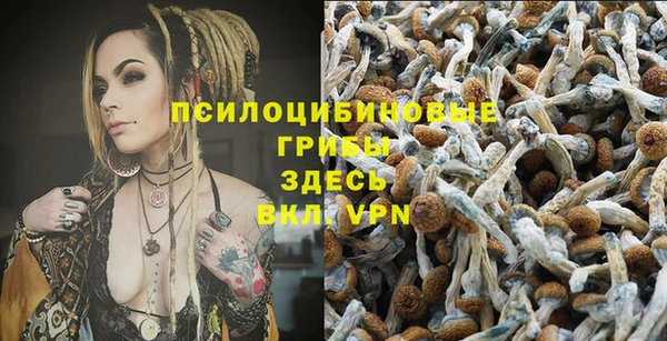 сатива Алзамай